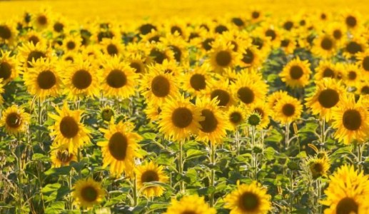 Sunflower Crop Procurement : सूरजमुखी उत्पादकों के लिए खुशखबरी, अब नहीं बेचनी पड़ेगी फसल सस्ते में