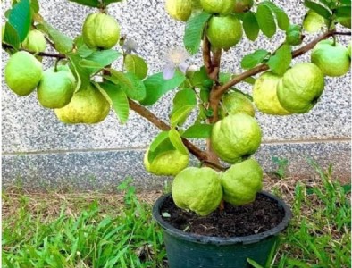 Guava Plant At Home : पुरानी बाल्टी में लगाएं अमरूद, कुछ साल में मिलेगा फलों से लदा पौधा