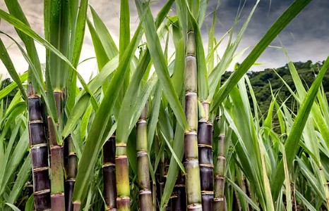 Sugarcane Farming Alert : गन्ना किसानों के लिए खतरे की घंटी! Co-0238 किस्म में तेजी से फैल रहा यह खतरनाक रोग