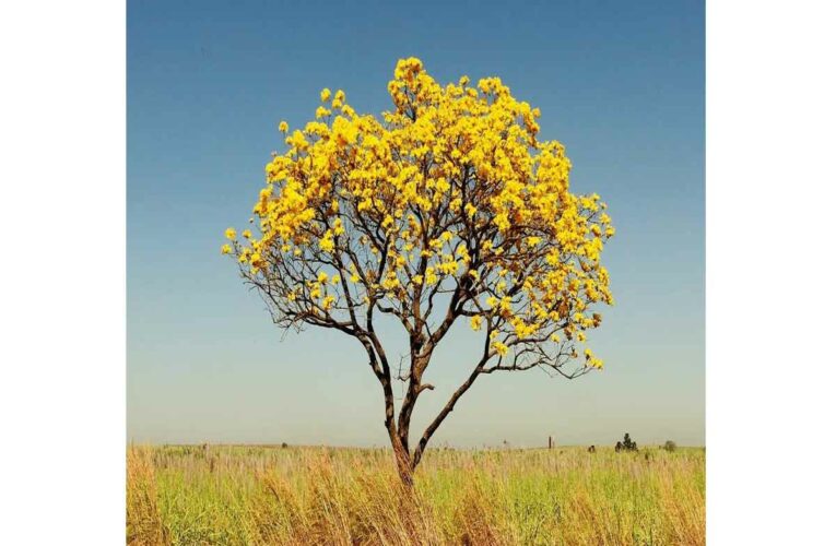 Flower of the Month- Tabebuia Chrysotricha