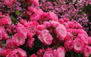 rose-garden