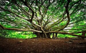 banyan-tree-image