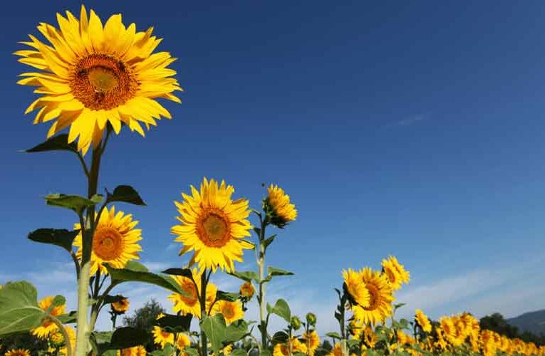 The Dwarf Ornamental Sunflower- Brighter Than Sunshine