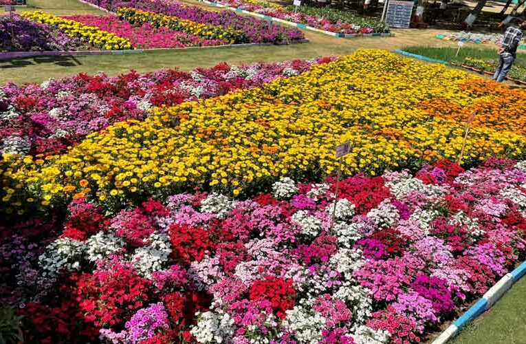 Ocean of Colourful Flowers: Nayara Flower Show-2022
