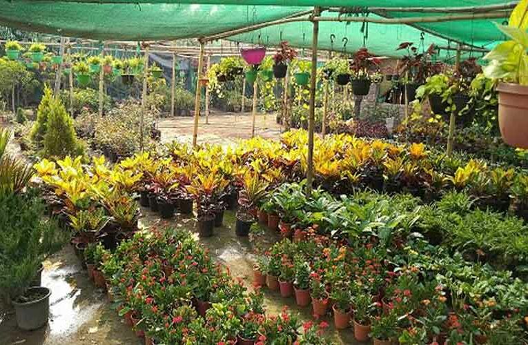 Plant Nursery Business Start-up in India