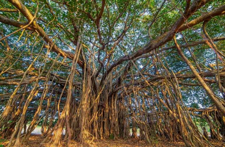 बरगद व पीपल :धार्मिक, आध्यात्मिक व वैज्ञानिक दृष्टिकोण से महत्वपूर्ण वृक्ष