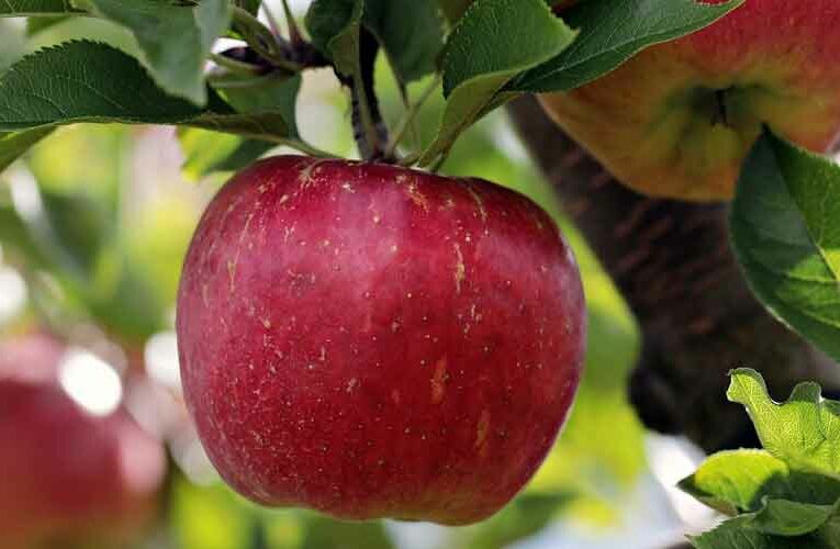 International Apple Festivals in India: A new Vista for Orchardist