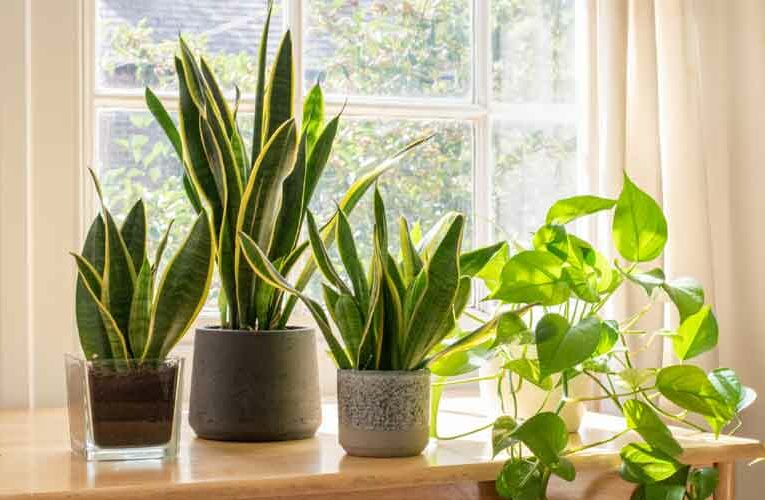 Let’s Get Some Air Purifying Plants in Room and Breathe Fresh