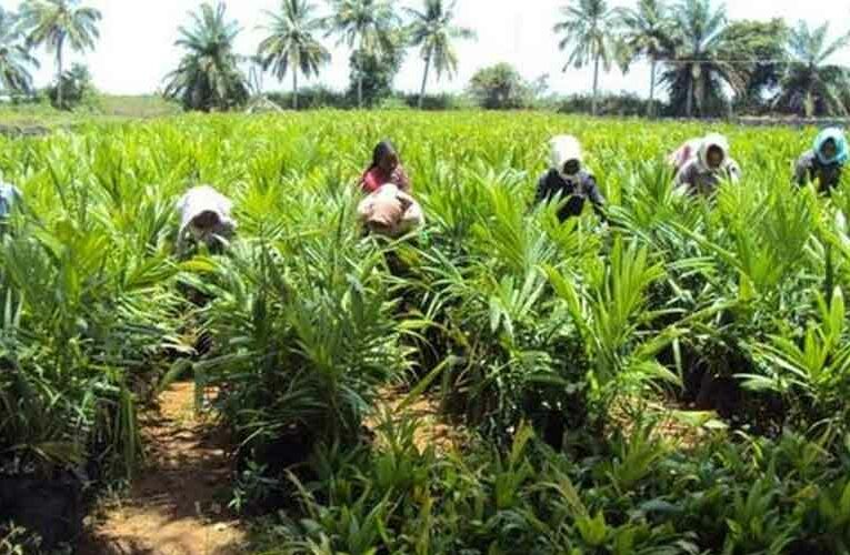 To Boost Horticultural Yields in Kanniyakumari District, Rs. 60.87 Lakh will be Given