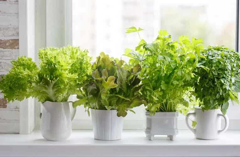 किचन गार्डन में ही आसानी से उगा सकते हैं हर्ब्स