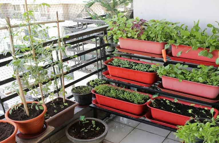 Horticulture Classes on Terrace Farming in Telangana