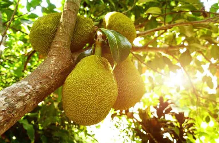 Jackfruit -Not Only A Jack Of All Trade But A Master Too