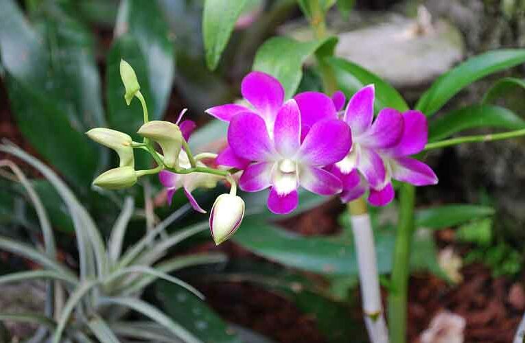 Beautiful Orchid: Dendrobium