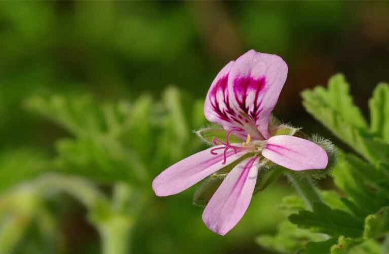 Things to Remember While Cultivating Pelargonium