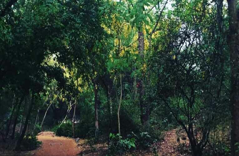 Sanjay Van Construction to be Halted