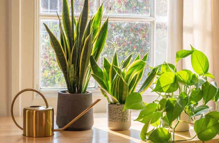 Bring Home Oxygen Plants for Clean Air: NASA Suggested these 10 Plants.
