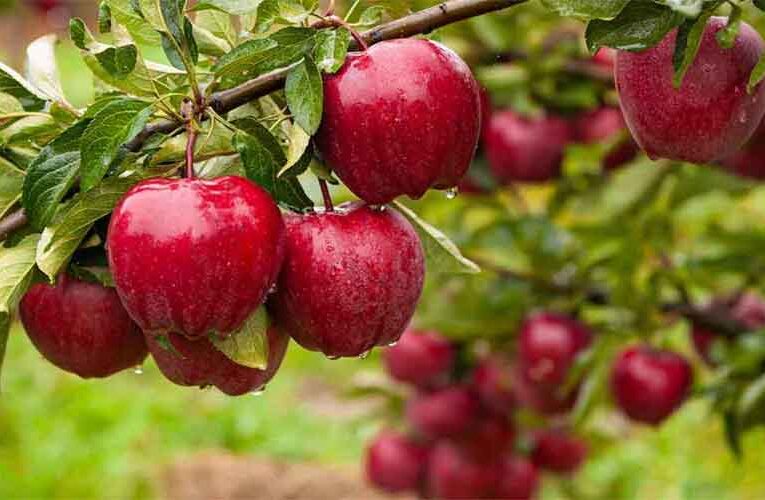 Growers Said the Minister of Horticulture of Himachal Must Come from the Apple Belt