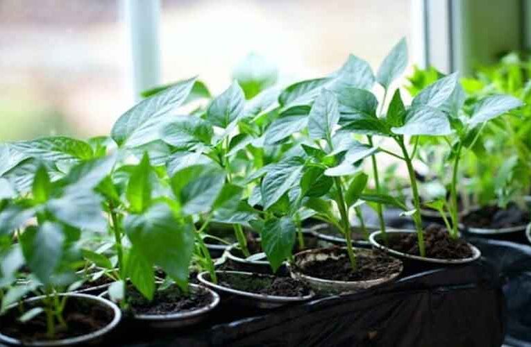 Imported and Self-Produced Fruit Plants will be Sold by the Horticulture Department