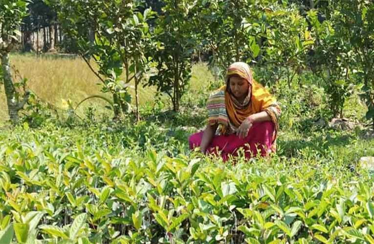 Plant Nursery in Tiruvallur Offers Hope to Women Living with HIV/AIDS