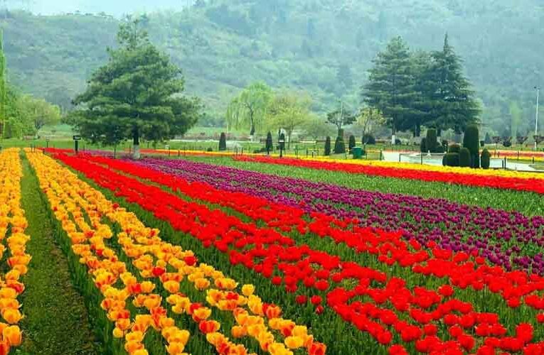At Farm Fest 30,000 Flowering Plants to be Displayed