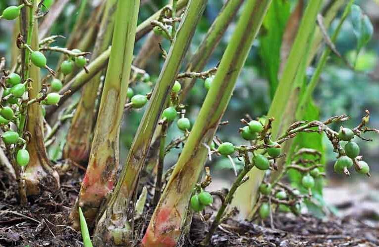 Farmers’ Livelihoods in Nagaland Improved by Horticulture: AAR
