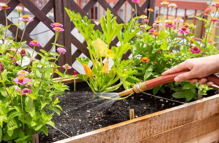 Rooftop Gardening Can Earn Huge Profits