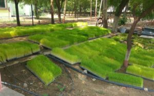 Acclimatisation of hydroponics Paddy nursery