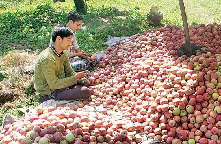 Apple Farmers’ Group to Hold Anti-Corporate Demonstrations in J&K