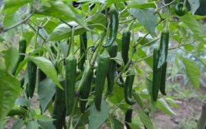 Growing chillies at home