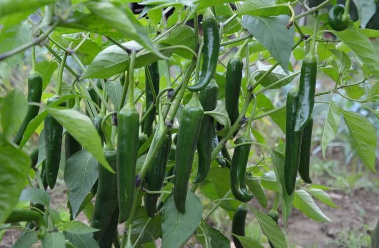 Forget visiting markets, grow chillies easily at your home