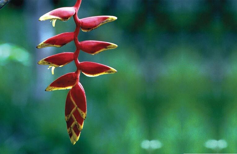 HELICONIA : The Bold and the Beautiful