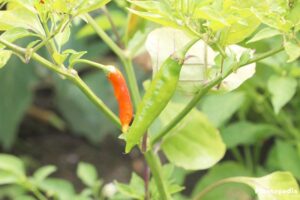 How to Grow Chillies Faster at Home in Pots