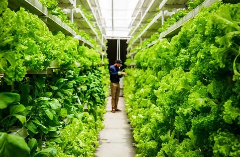 Farming the urban way can be lucrative