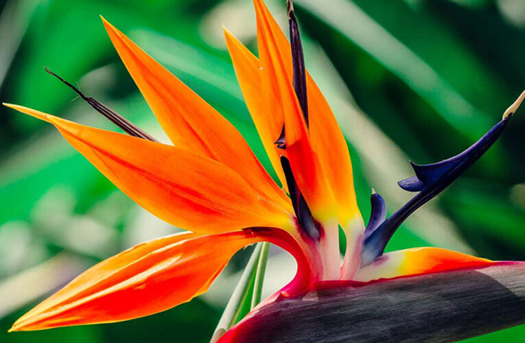 Bird of Paradise (Strelitzia Reginae): Flower that looks like bird