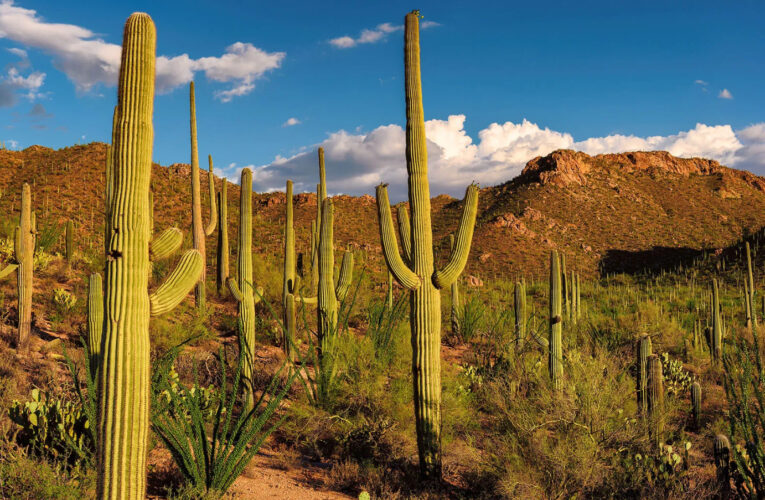 Cactus: The Desert’s Miracle