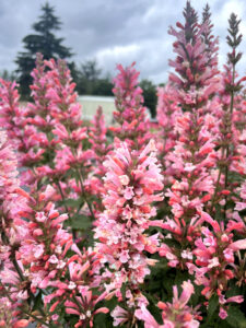 Agastache ‘Pink Pearl’