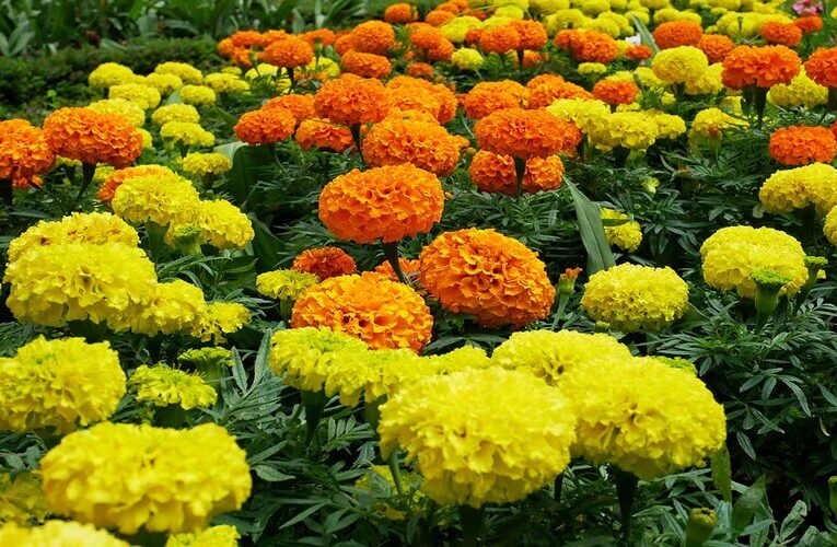 70% Subsidy on Cultivation of Marigold