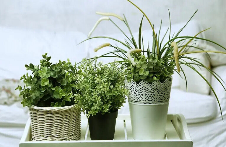 Revive Your Dying House Plants, Follow These Gardening Tips