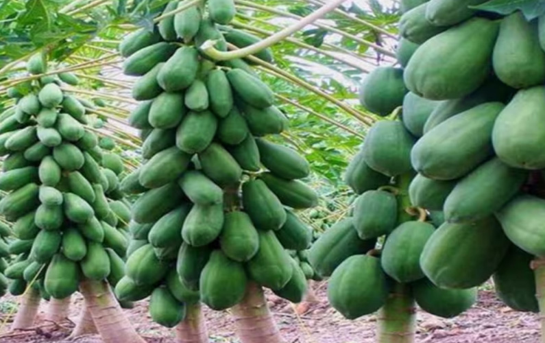 FRUITS ORCHARD: To do papaya gardening, know its best varieties and method