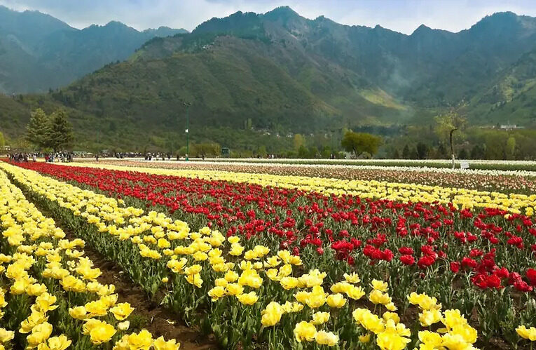 With Immense Pride, Srinagar’s Tulip Garden Recognized As Asia’s Largest Tulip Garden