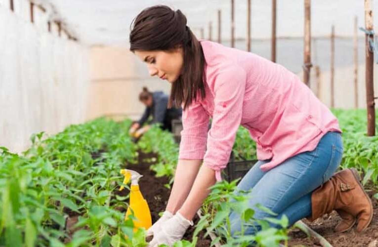 Gardening Tips: अपने बगीचे में जरूर उगाएं मसालों के ये पौधे