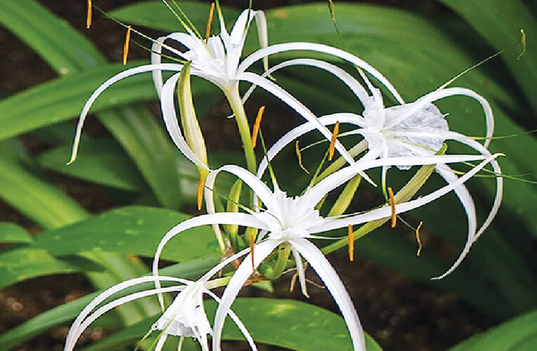 All About Spider Lily