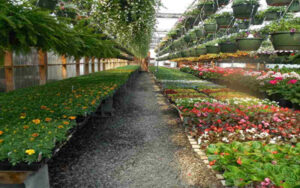Plant Nursery Business Start -up in India