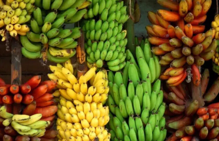 Micro-propagation Protocols for Native Banana Cultivars of Andhra Pradesh