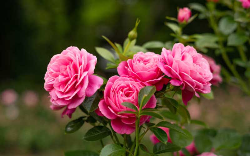 Rose : The Eternal Beauty - Nursey News, Horticulture News, Floriculture  News, Environment News
