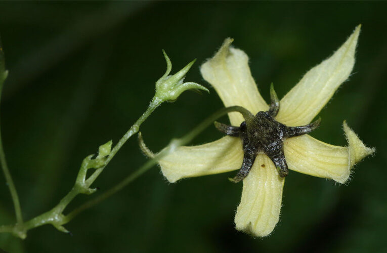 Momordica Denudata- a rare climber plant, spotted at Pavagadh after 57 years
