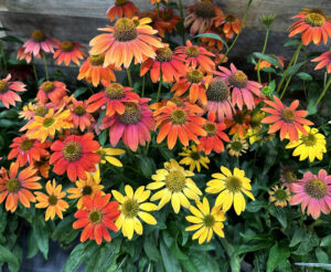 Echinacea Prairie Blaze