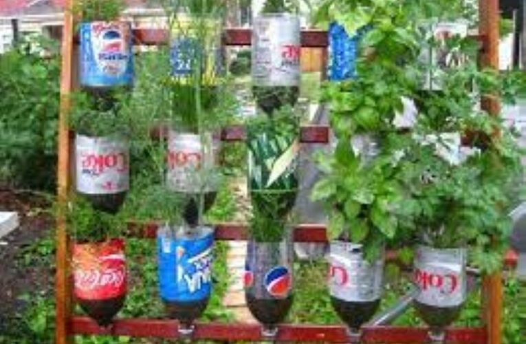 पर्यावरण संरक्षण : बेकार प्लास्टिक के बोतल से बनायें अपना गार्डन