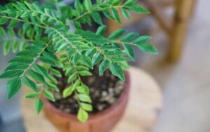 Grow Curry Leaves at Your Home Garden