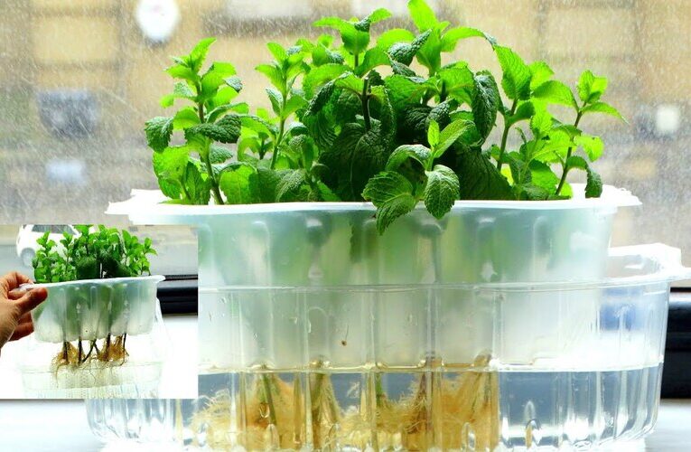 Adopt Hydroponic Method and Increase Production of Pudina